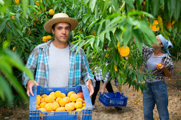 Portrait of man carrying plastic box of harvested ripe peaches in fruit garden