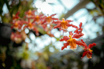Various exotic plants in a botanical garden, closed greenhouse.