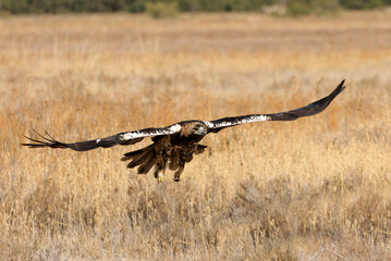 Spanish Imperial Eagle adult male flying with the first light of day