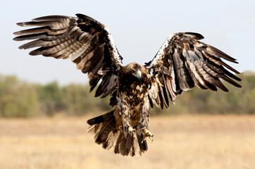 Five years ild female of Spanish Imperial Eagle flying with the first light of day
