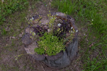 Green moss on the stump