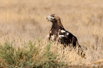 Spanish Imperial Eagle five years old female