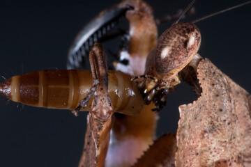 desicata mantis eat korea worm