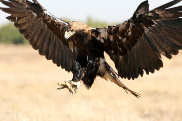 Spanish Imperial Eagle adult male flying with the first light of day