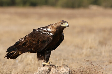 Spanish Imperial Eagle adult male with the first light of day