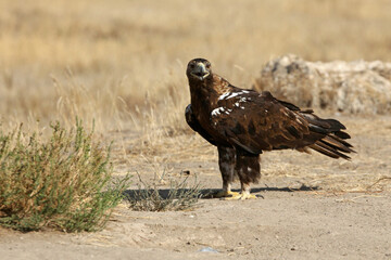 Adult male of Spanish Imperial Eagle with the first light of day