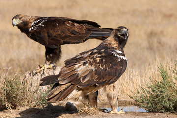 Five years old female an adult male of Spanish Imperial Eagle with the first light of day