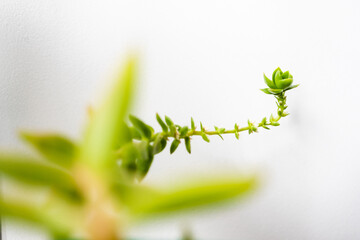 close-up of succulent plant indoor on white