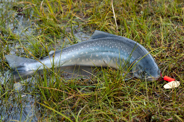 Just catched salmon fish on the shore