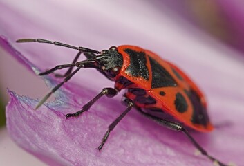 red insect
