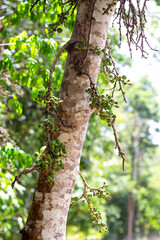 Figs on tree in rainforest on the Atherton Tableland in Tropical North Queensland, Australia
