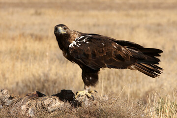 Adult male of Spanish Imperial Eagle with the first light of day