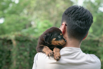 Puppy dog cling on the shoulder of adult man