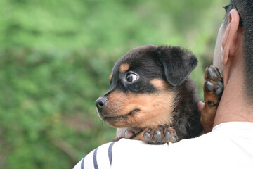 Puppy dog's head on the shoulder of adult man