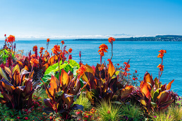 farbenprächtiges Indisches Blumenrohr (Canna Indica) in Beet direkt am Seeufer;  Bodensee,...