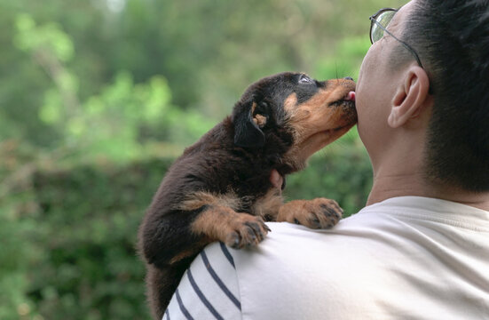 Puppy Dog Lick The Face Of Adult Man