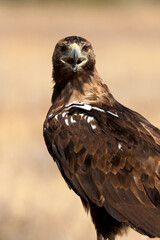 Adult male of Spanish Imperial Eagle with the first light of day