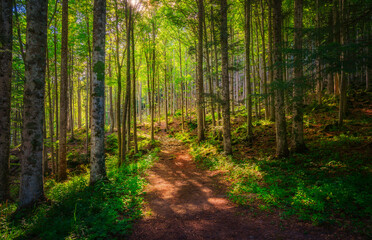 Abetone, path inside a fir forest. Apennines, Tuscany, Italy.