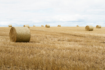 Hay bales harvesting in a golden field landscape. Scotland landscape