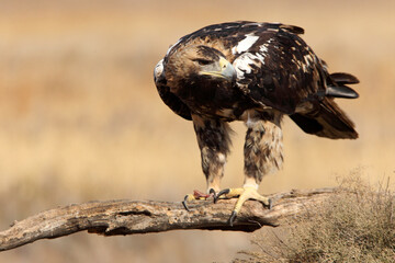 Spanish Imperial Eagle five years old female with the first light of day