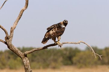 Spanish Imperial Eagle five years old female