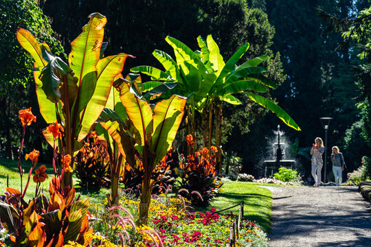Bananenb&auml;ume im Stadtgarten von &Uuml;berlingen am Bodensee