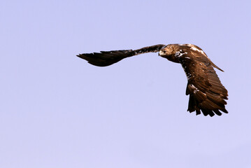 Five years ild female of Spanish Imperial Eagle flying with the first light of day