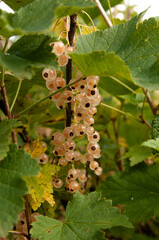 The branches of a bush with clusters of white currants fruit