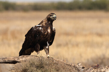 Adult male of Spanish Imperial Eagle with the first light of day
