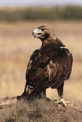 Adult male of Spanish Imperial Eagle with the first light of day