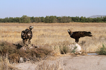 Spanish Imperial Eagle adult male and five years old female with the first light of day