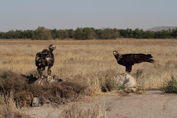 Spanish Imperial Eagle adult male and five years old female with the first light of day