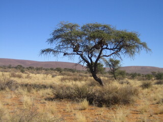 African Tree