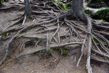 Roots of trees on sandstone rocks in the Chertovo Gorodishche tract (Devil's ancient settlement, stone city). Taiga forest in the foothills of the Western Urals.