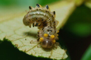 caterpillar on leaf