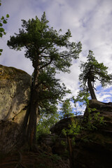 Fototapeta na wymiar Pine trees growing on sandstone rocks in the Chertovo Gorodishche tract (devil's ancient settlement, stone city). Taiga forest in the foothills of the Western Urals.