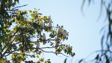 Cockatoo Parrot Bird on a tree near Windjana Gorge in Western Australia.