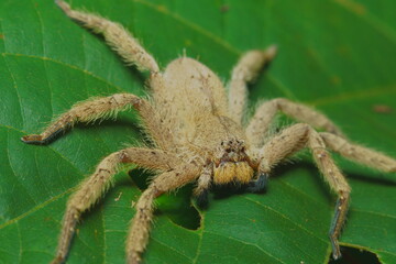 spider on a wooden background