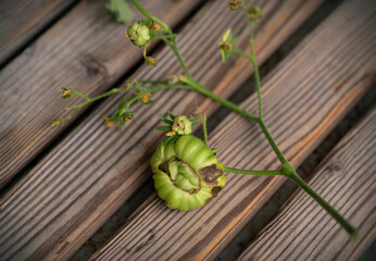 Damaged rotten green tomato by insect bite on farm in summer.