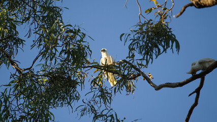 Cockatoo Parrot Bird on a tree near Windjana Gorge in Western Australia.