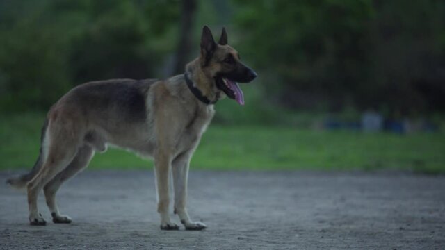 Highly trained Disaster Search Dog (DSD) teams training dogs to  response efforts to save lives in the face of terrorist attacks, earthquakes and floods . 
