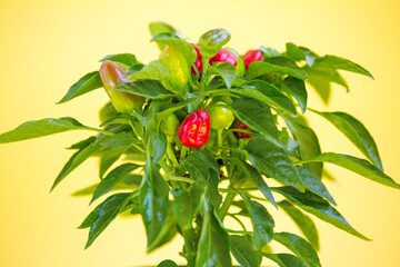 Red and green hot chili peppers in a red flower pot on a yellow background.Homemade hot pepper ornamental plant.Close up
