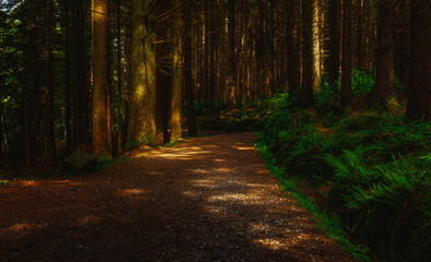 Obraz premium path in the woods