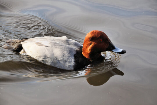 A canvasback Duck on the water