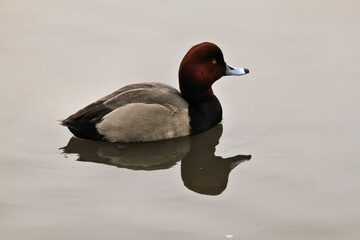 A canvasback Duck on the water
