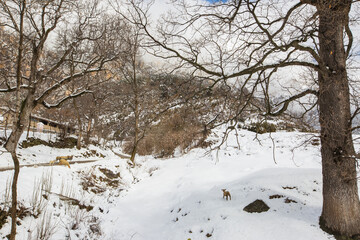 Winter in Bergueda mountains, Barcelona, Catalonia, Pyrenees, Spain