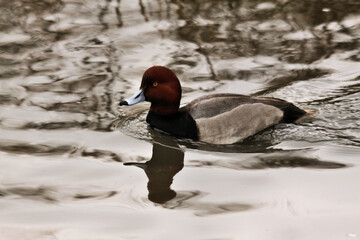 A canvasback Duck on the water