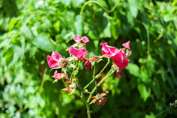 Selective focus shot of a faded rose