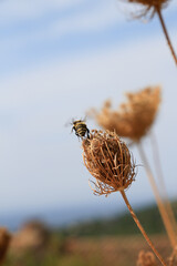 Natur, Umwelt und Artenschutz: Wilde Honig Biene verlässt eine verblühende Schafgarbe in einem...