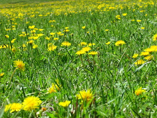 Dandelion field in Terelj National park Mongolia
